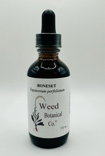 Boneset